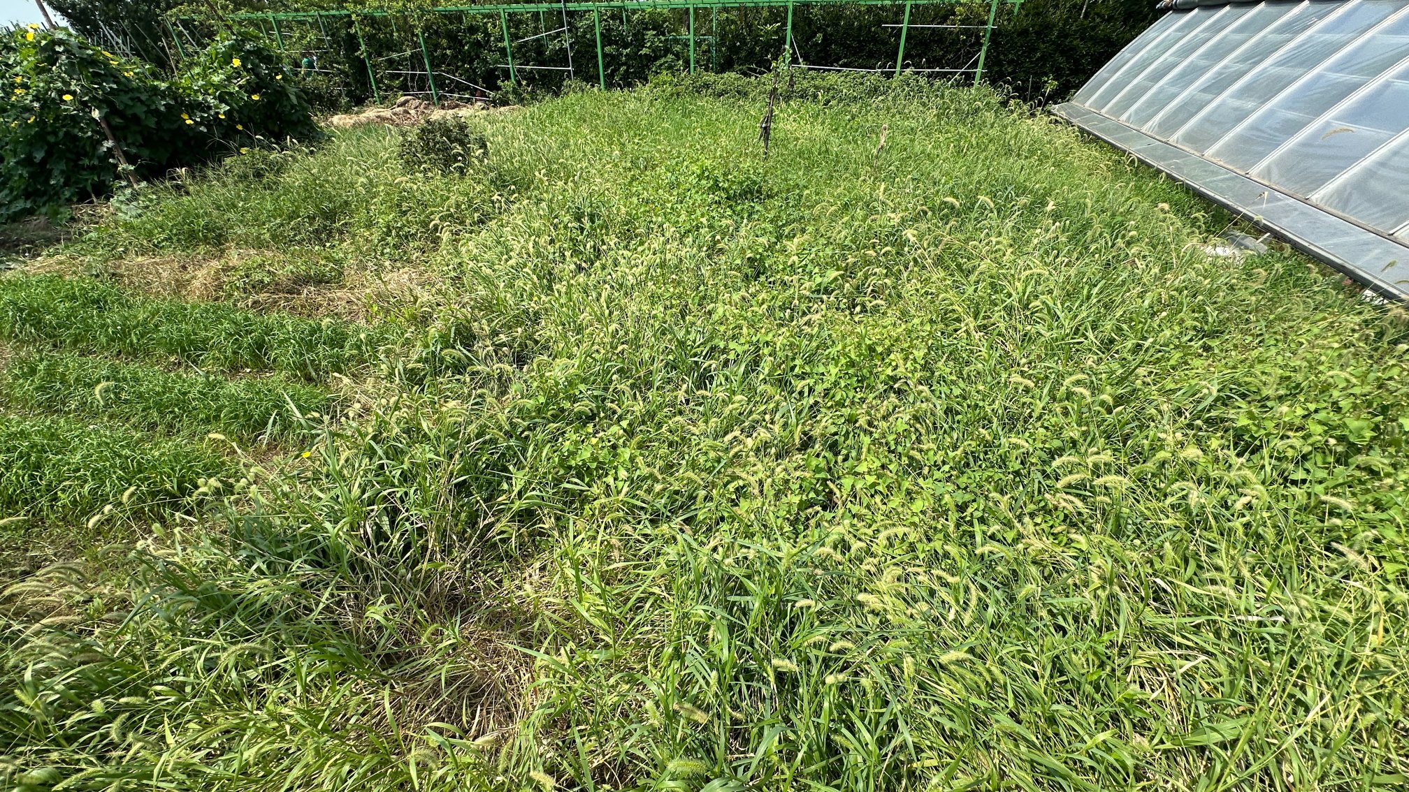 The current UWC school garden with dense vegetation beside the greenhouse